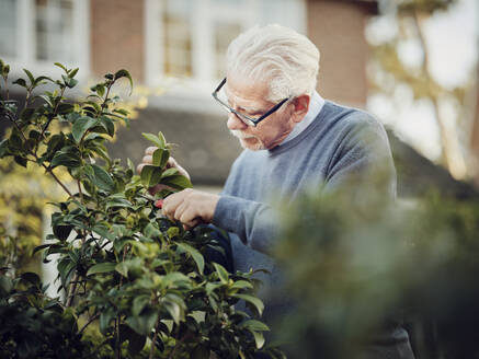 Senior man pruning shrub in his garden - PWF00537