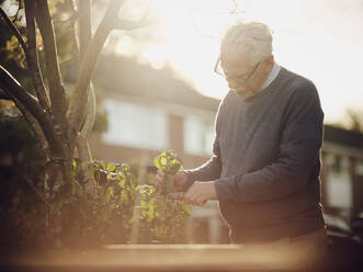 Älterer Mann beschneidet Pflanzen im Garten - PWF00538