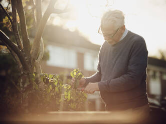 Swenior man pruning plants in garden - PWF00538