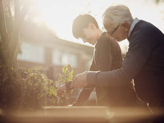 Grandfather and grandson pruning plants in garden - PWF00539