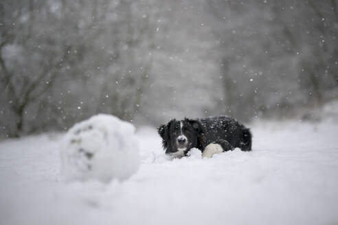 Border Collie Welpe sitzt im Schnee - MJOF01974