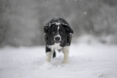 Border Collie stehend im Schnee - MJOF01975