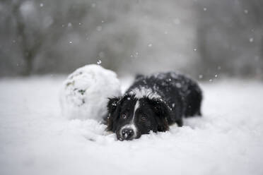 Junger Border Collie ruht sich im Schnee aus - MJOF01976