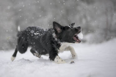 Verspielter Border Collie Welpe mit Schneeball - MJOF01977