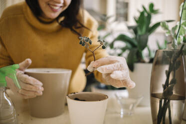 Smiling woman planting small plant in pot at home - ANAF00826