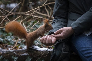 Hände eines Mannes, der einem Eichhörnchen im Wald Nüsse füttert - NGF00766