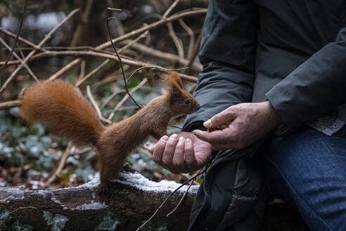 Hands of man feeding nuts to squirrel in forest - NGF00766