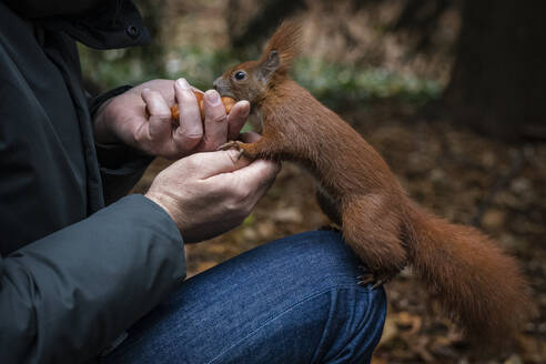 Hands of man feeding nuts to squirrel - NGF00767