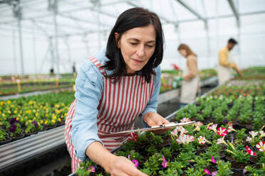 A senior woman with clipboard in greenhouse in garden center, working. - HPIF05536
