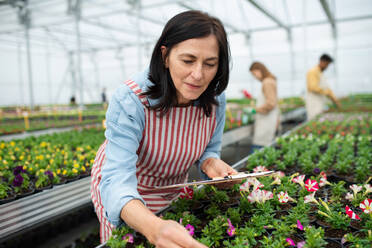 Eine ältere Frau mit einem Klemmbrett im Gewächshaus eines Gartencenters, bei der Arbeit. - HPIF05536