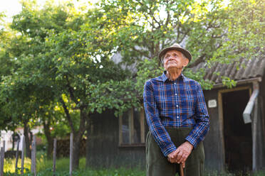 Porträt eines älteren Mannes, der im Freien im Garten steht und nach oben schaut. - HPIF05884