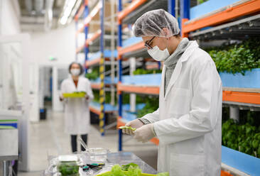 Side view of workers with face mask on aquaponic farm, sustainable business and coronavirus. - HPIF05950