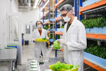 Seitenansicht von Arbeitern mit Gesichtsmaske auf einer Aquaponic-Farm, nachhaltiges Wirtschaften und Coronavirus. - HPIF05954