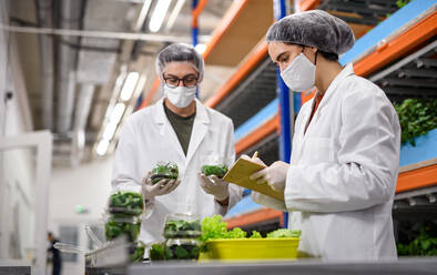 Seitenansicht von Arbeitern mit Gesichtsmaske auf einer Aquaponic-Farm, nachhaltiges Wirtschaften und Coronavirus. - HPIF05955