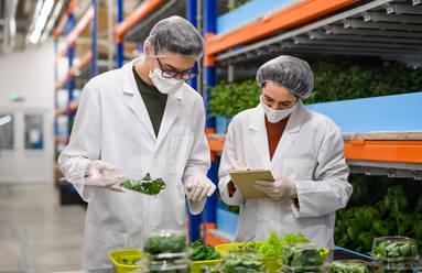 Front view of workers with face mask on aquaponic farm, sustainable business and coronavirus. - HPIF05956