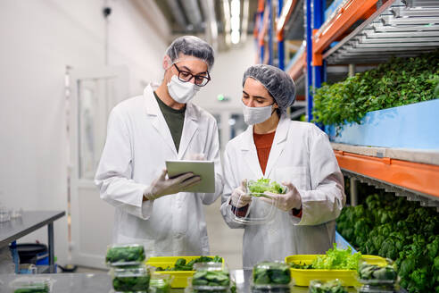 Frontansicht von Arbeitern mit Gesichtsmaske auf einer Aquaponic-Farm, nachhaltiges Wirtschaften und Coronavirus. - HPIF05957