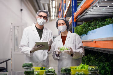 Frontansicht von Arbeitern mit Gesichtsmaske auf einer Aquaponic-Farm, nachhaltiges Wirtschaften und Coronavirus. - HPIF05958