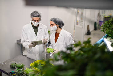 Front view of workers with face mask on aquaponic farm, sustainable business and coronavirus. - HPIF05959