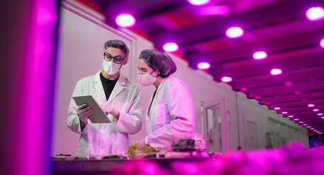 Workers with face mask working on aquaponic farm, sustainable business and coronavirus. - HPIF05961