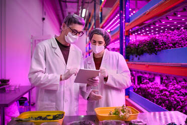 Front view of workers with face mask using tablet on aquaponic farm, sustainable business and coronavirus. - HPIF05963