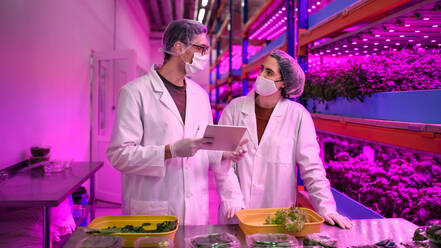 Frontansicht von Arbeitern mit Gesichtsmaske auf einer Aquaponic-Farm, nachhaltiges Wirtschaften und Coronavirus. - HPIF05964