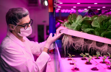 Side view of worker with face mask on aquaponic farm, sustainable business and coronavirus. - HPIF05970