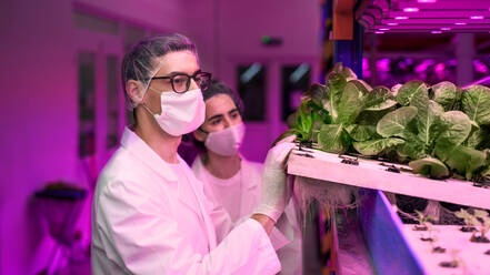 Seitenansicht von Arbeitern mit Gesichtsmaske auf einer Aquaponic-Farm, nachhaltiges Wirtschaften und Coronavirus. - HPIF05971