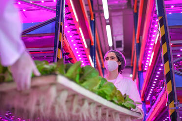 Side view of workers with face mask on aquaponic farm, sustainable business and coronavirus. - HPIF05973
