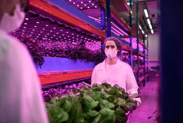 Seitenansicht von Arbeitern mit Gesichtsmaske auf einer Aquaponic-Farm, nachhaltiges Wirtschaften und Coronavirus. - HPIF05974