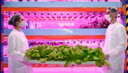 Side view of workers with face mask on aquaponic farm, sustainable business and coronavirus. - HPIF05975