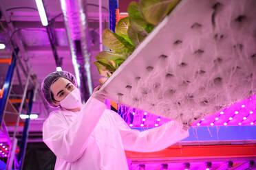 Side view of workers with face mask on aquaponic farm, sustainable business and coronavirus. - HPIF05976