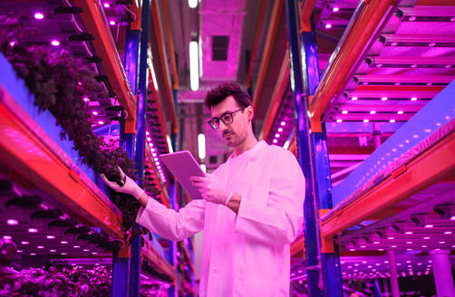Porträt eines Arbeiters mit Tablet auf einer Aquaponic-Farm, nachhaltiges Wirtschaften und künstliche Beleuchtung aus niedriger Perspektive. - HPIF05983