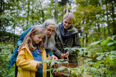 Ein kleines Mädchen mit Mutter und Großmutter, die einen Korb halten, während sie draußen im Wald spazieren gehen. - HPIF06012