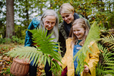 Ein glückliches kleines Mädchen hält Farnblätter bei einem Herbstspaziergang mit Mutter und Großmutter im Wald - HPIF06013