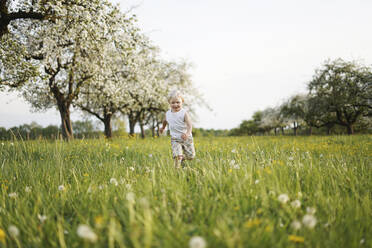 Blonder Junge läuft auf einem Feld vor Apfelbäumen - NJAF00196