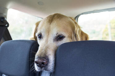 Golden retriever dog sitting in car trunk - MAMF02464