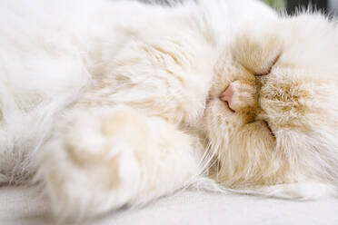 Persian cat sleeping on rug - MMPF00589