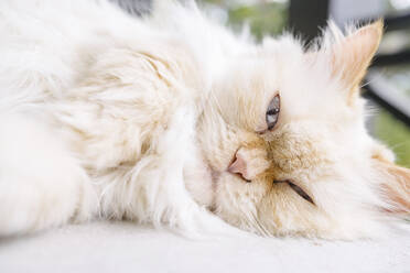 Cute Persian cat lying on rug - MMPF00590