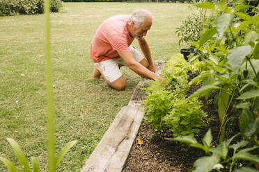 Senior man picking up lettuce from garden - MMPF00592