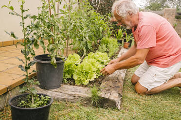 Älterer Mann beim Pflücken von Salat aus dem Garten - MMPF00593