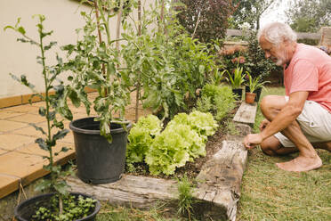 Älterer Mann beim Pflücken von Salat aus dem eigenen Garten - MMPF00594