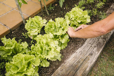 Hände eines Mannes, der Salat aus dem Garten aufliest - MMPF00595
