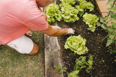 Älterer Mann bei der Ernte des selbst angebauten Kopfsalats - MMPF00596