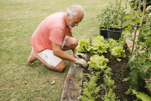 Älterer Mann erntet frischen Bio-Salat im Garten - MMPF00597