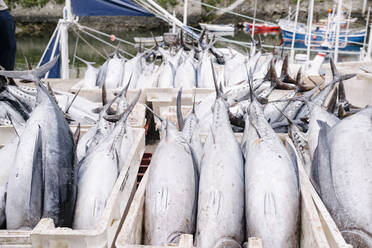 Frische Thunfische in Containern im Hafen - MMPF00605