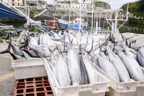 Frischer Thunfisch in Containern im Hafen - MMPF00606