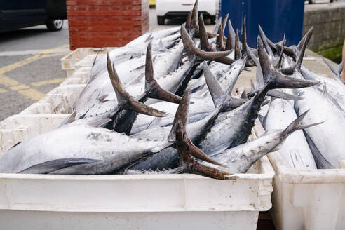 Thunfisch in Containern im Hafen - MMPF00607