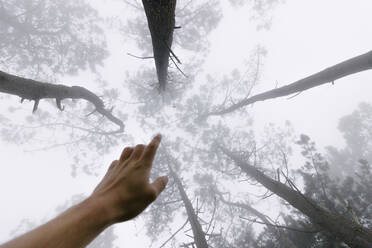 Mann mit Hand unter Bäumen im nebligen Wald - MMPF00623