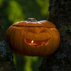 Jack o Lantern zwischen zwei Baumstämmen platziert - MHF00697