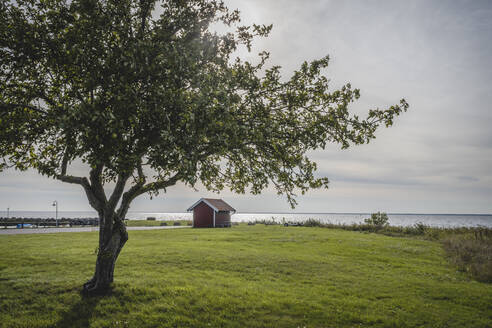 Schweden, Oland, Morbylanga, Einzelne Hütte an der Küste mit Baum im Vordergrund - KEBF02566